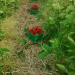 Strawberries on Chris Housers farm