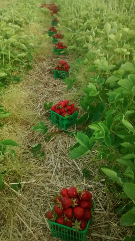 Strawberries on Chris Housers farm